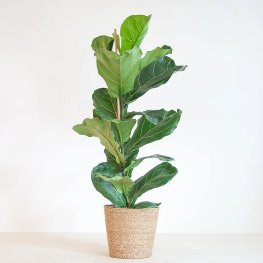 Ficus Lyrata